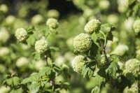 Viburnum opulus Roseum 60- 80 cm