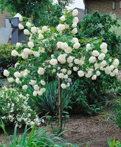 Viburnum opulus Roseum 125- 150 cm