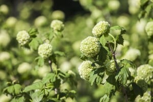 Viburnum opulus Roseum 125- 150 cm