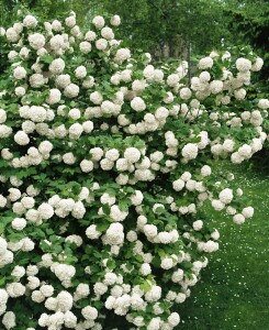 Viburnum opulus Roseum 40- 60 cm