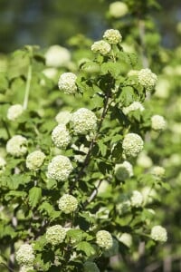 Viburnum opulus Roseum 40- 60 cm