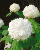 Viburnum opulus Roseum 40- 60 cm