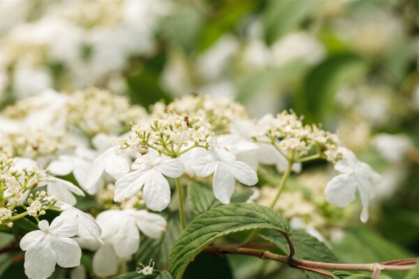 Viburnum plicatum Kilimandjaro  -R- 40- 60 cm