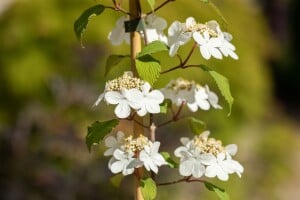 Viburnum plicatum Kilimandjaro  -R- 40- 60 cm