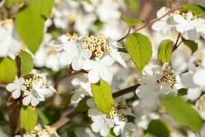 Viburnum plicatum Kilimandjaro  -R- 40- 60 cm