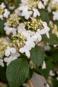 Viburnum plicatum Kilimandjaro  -R- 40- 60 cm