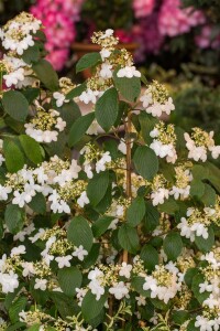 Viburnum plicatum Kilimandjaro  -R- 40- 60 cm