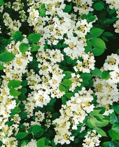 Viburnum plicatum Kilimandjaro  -R- 40- 60 cm