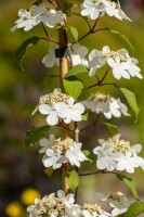 Viburnum plicatum Kilimandjaro  -R- 40- 60 cm