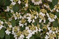 Viburnum plicatum Kilimandjaro  -R- 40- 60 cm