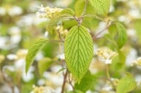 Viburnum plicatum Kilimandjaro  -R- 40- 60 cm