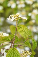 Viburnum plicatum Kilimandjaro  -R- 40- 60 cm