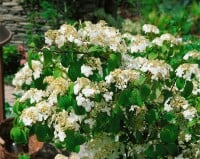 Viburnum plicatum Kilimandjaro  -R- 40- 60 cm