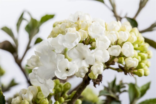 Viburnum plicatum Schroeders Nadine Stammhöhe 80 cm + Krone