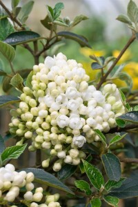 Viburnum plicatum Schroeders Nadine Stammhöhe 80 cm + Krone