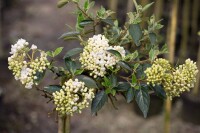 Viburnum plicatum Schroeders Nadine Stammhöhe 80 cm + Krone