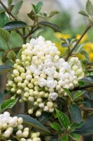 Viburnum plicatum Schroeders Nadine Stammhöhe 60 cm + Krone