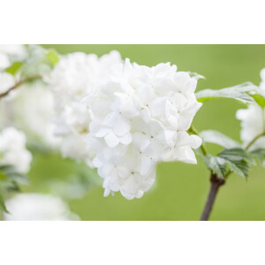 Viburnum plicatum Summer Snowflake 30- 40 cm