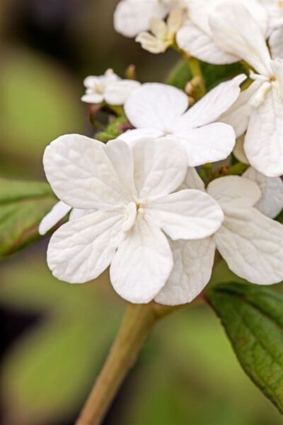 Viburnum plicatum Summer Snowflake Stammhöhe 80 cm + Krone