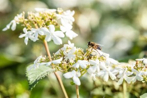 Viburnum plicatum Summer Snowflake Stammhöhe 80 cm + Krone