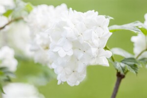 Viburnum plicatum Summer Snowflake Stammhöhe 80 cm +...