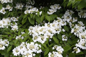 Viburnum plicatum Summer Snowflake Stammhöhe 80 cm + Krone