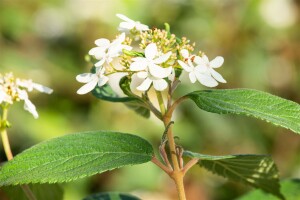 Viburnum plicatum Summer Snowflake Stammhöhe 80 cm + Krone