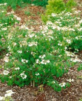 Viburnum plicatum Summer Snowflake Stammhöhe 80 cm + Krone