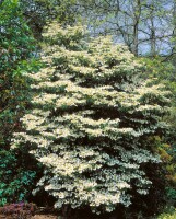 Viburnum plicatum Summer Snowflake Stammhöhe 80 cm + Krone