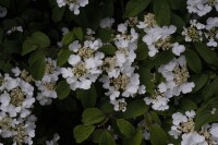 Viburnum plicatum Summer Snowflake Stammhöhe 80 cm + Krone