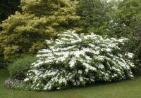 Viburnum plicatum Summer Snowflake Stammhöhe 80 cm + Krone