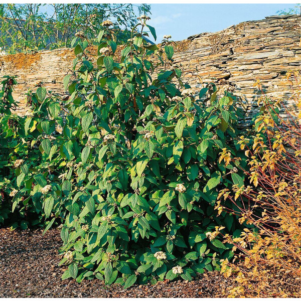 Viburnum rhytidophylloides Willowwood C 40- 60
