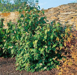 Viburnum rhytidophylloides Willowwood 40- 60 cm
