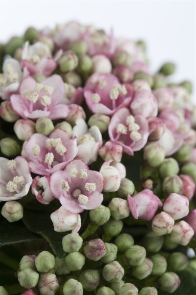 Viburnum tinus Eve Price 30- 40 cm