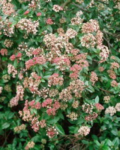 Viburnum tinus Eve Price 30- 40 cm