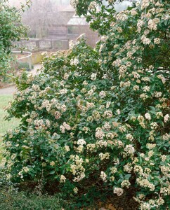 Viburnum tinus Eve Price 30- 40 cm