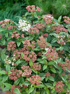 Viburnum tinus Eve Price 30- 40 cm