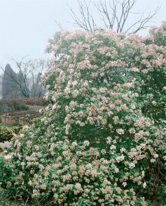 Viburnum tinus Eve Price 30- 40 cm