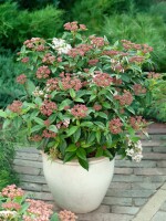 Viburnum tinus Eve Price 30- 40 cm