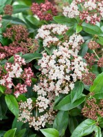 Viburnum tinus Eve Price 30- 40 cm