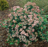 Viburnum tinus Eve Price 30- 40 cm