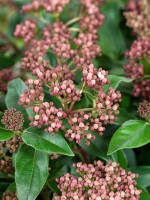 Viburnum tinus Eve Price 30- 40 cm