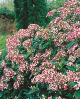 Viburnum tinus Eve Price 30- 40 cm