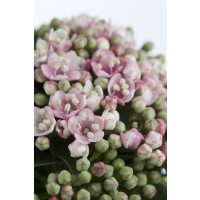 Viburnum tinus Eve Price 40- 60 cm