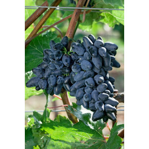 Vitis vinifera Attika 80- 100 cm