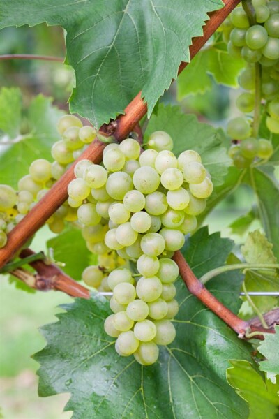 vinifera Vitis - \'Suffolk Weinrebe Red\' Rote