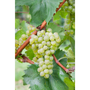 Vitis vinifera Bianca 80- 100 cm