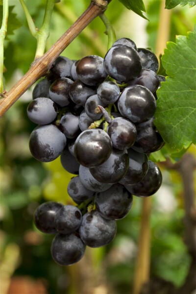 Vitis vinifera Centuri 80- 100 cm