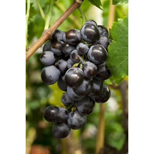 Vitis vinifera Erdbeertraube 3L 80- 100