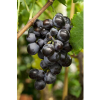 Vitis vinifera Erdbeertraube 80- 100 cm